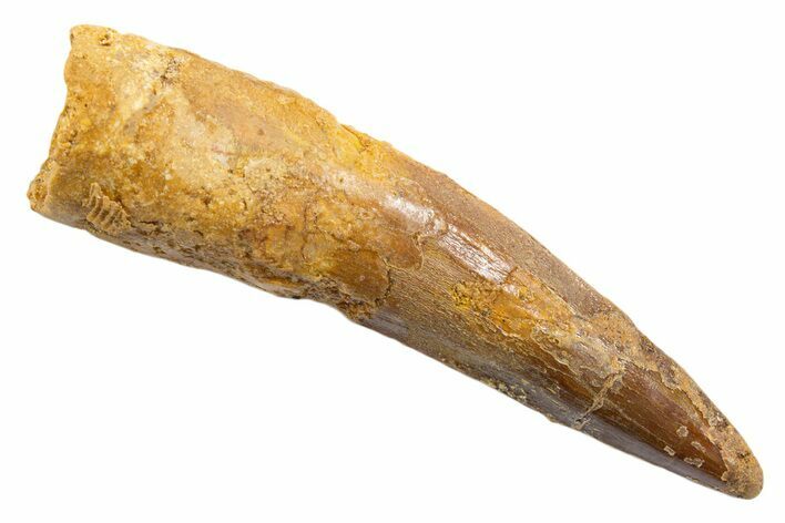 Fossil Spinosaurus Tooth - Real Dinosaur Tooth #345571